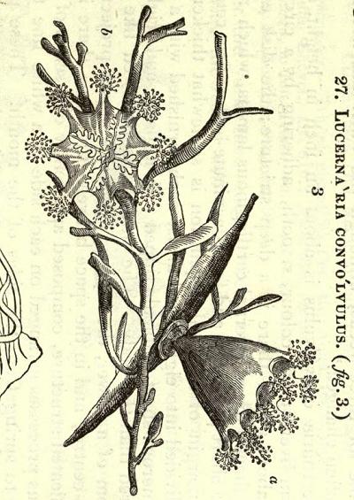 Lucernaria Craterolophus convolvulus Johnston 1835 Plate Image