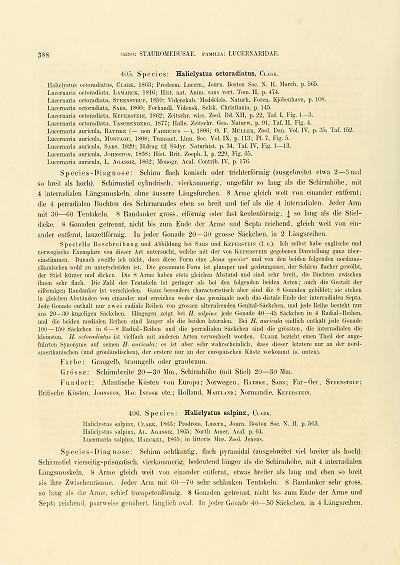 Lucernaria Haliclystus octoradiatus Monographie der Medusen von Ernst Haeckel Image