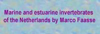 Marine and estuarine invertebrates of the Netherlands by Marco Faasse
