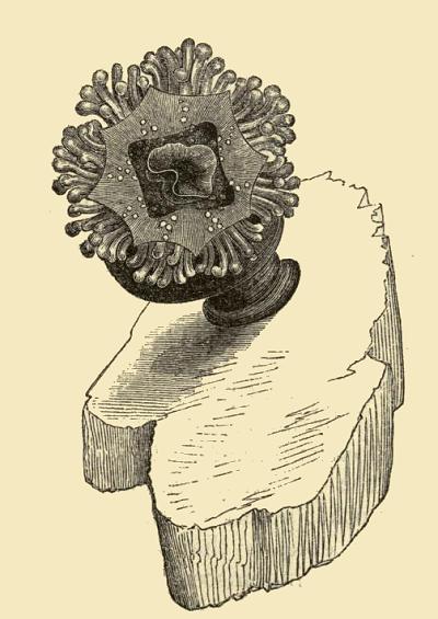 Depastrum cyathiforme Gosse 1860 Plate Image