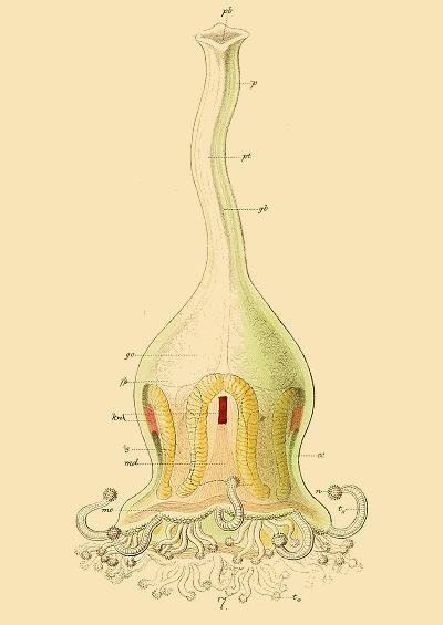 Depastrum cyathiforme image