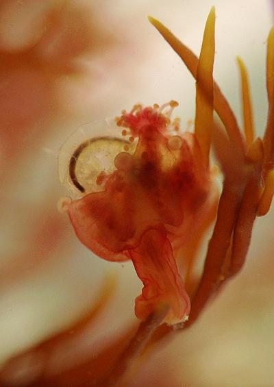 Stauromedusae Videos stalked jelyfish species UK Ireland