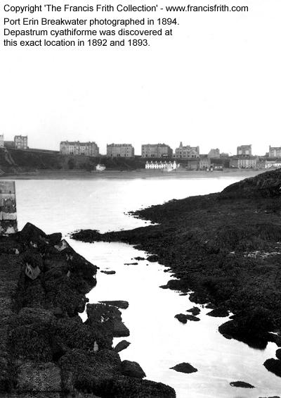 Stauromedusae UK Acknowledgements image of Port Erin Breakwater Copyright The Francis Frith Collection www.francisfrith.com