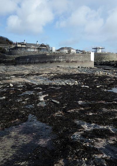 Stauromedusae Site profile for Marazion Harbour Cornwall uk