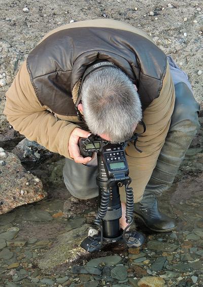 Photographing stauromedusae UK