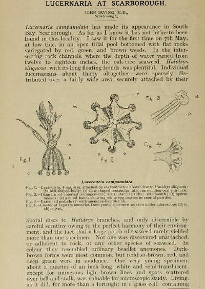 Lucernaria Scarborough John Irving Naturalist 1913 Image