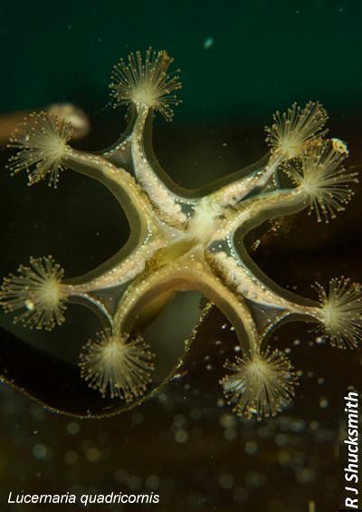 Lucernaria quadricornis image