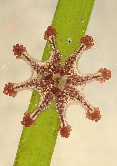 Calvadosia cruxmelitensis Lucernariopsis image
